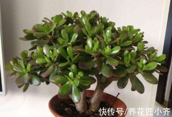 玉树有“2怕”，养护避开它，叶子四季油绿，长成粗壮“大树”