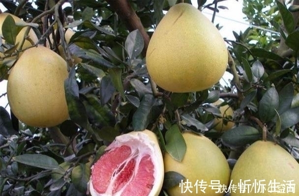 血管|它是食物中的“阿司匹林”,没事多吃点,让血管“干净如新”