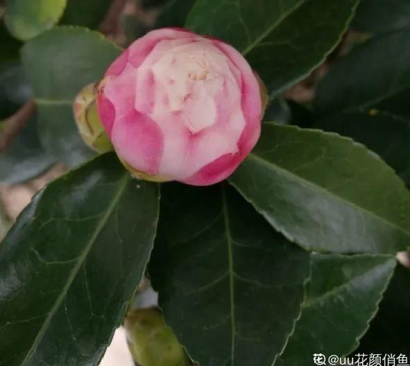 茶花冒花苞，用手一碰就掉了，到底为啥？