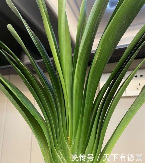 花开富贵|老花农用鸡蛋养君子兰,一年开两次花,叶子更是碧绿闪光