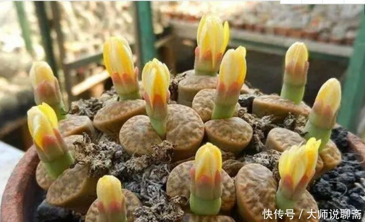 花期|春季养此款花卉,花大服盆快,是懒人“首选”,花期长易爆盆