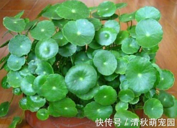 花卉|家里养此款花卉，便宜又好养，简单易成活，纯洁美