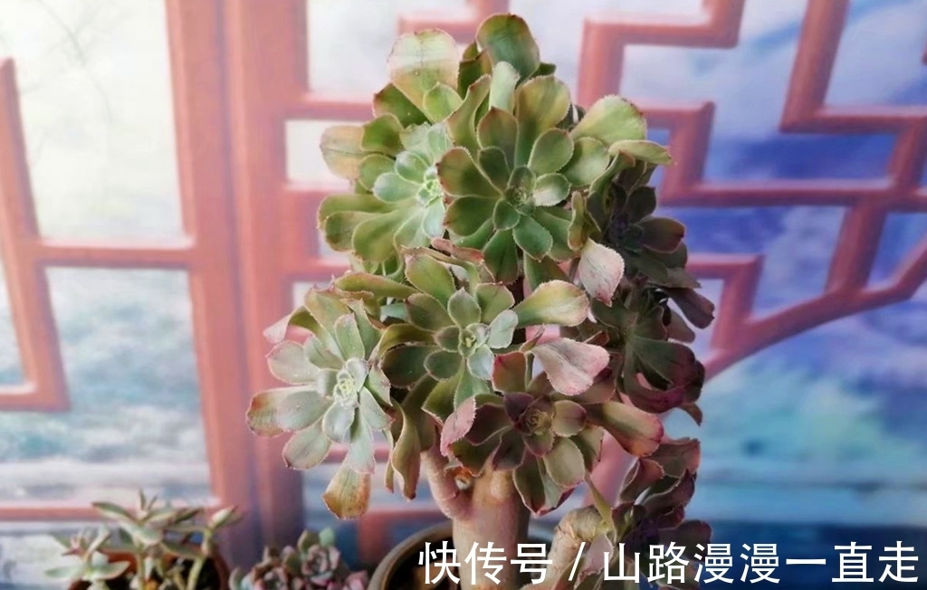 6种多肉养护用点小技巧,一年就会爆出很多头,长成手捧花超美
