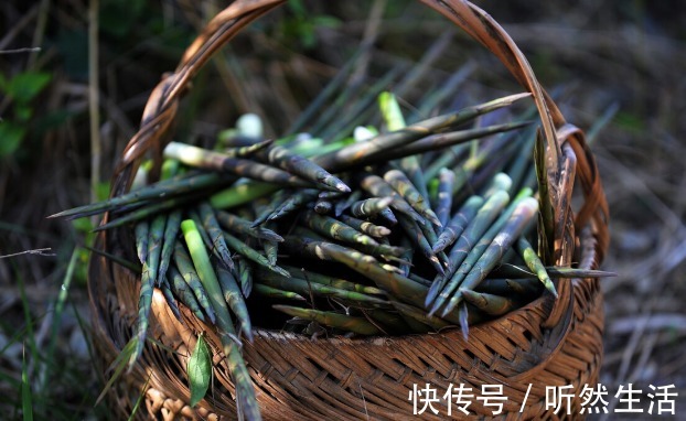 鱼腥草|66种野菜大图片，带你见识不同的野菜和吃法，你想要的野菜这里有