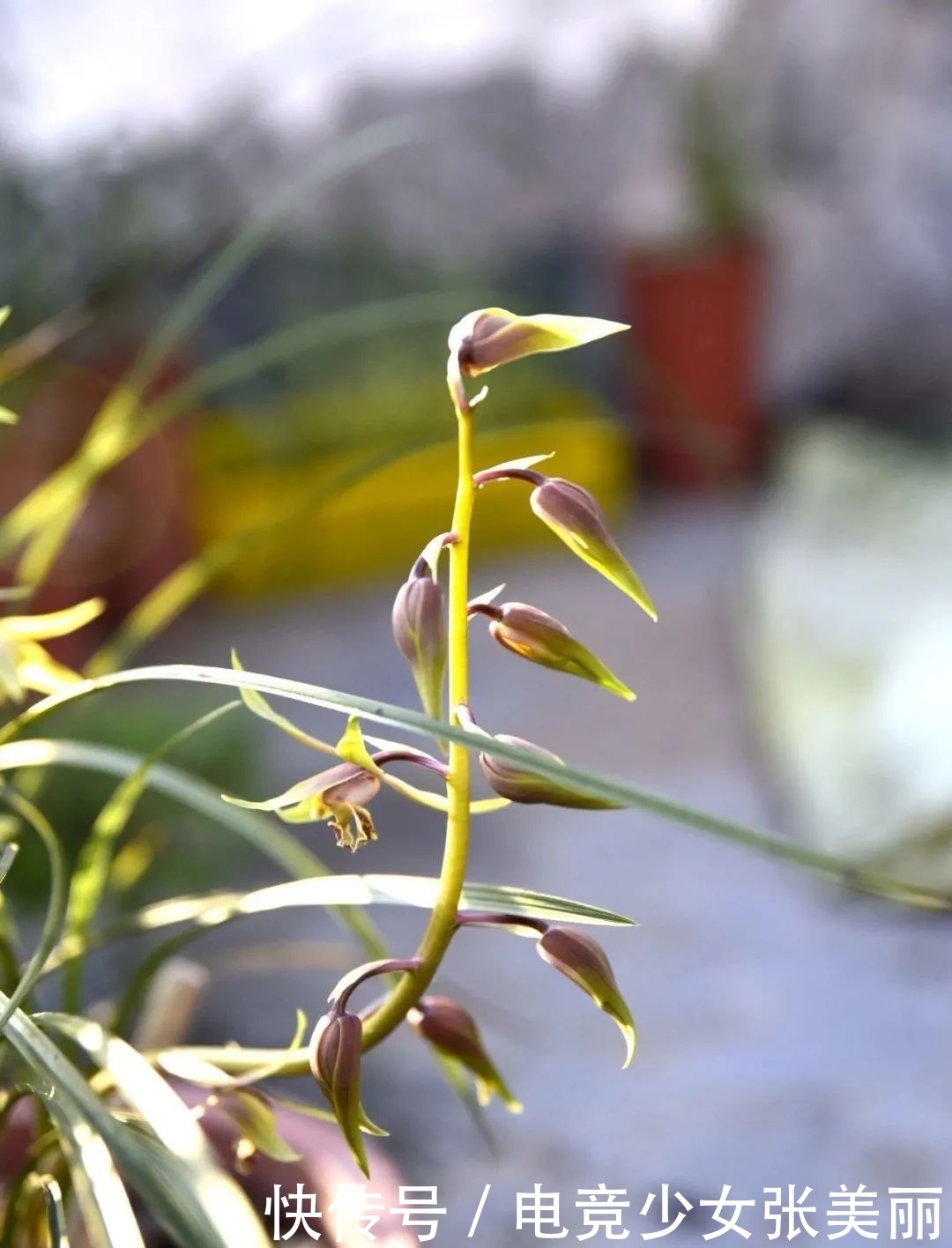兰花花蕾掉了是什么原因？这三种情况最多见，蕙兰更要注意
