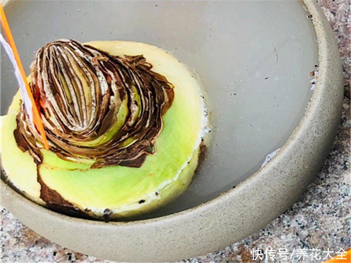 多菌灵不会用，就算春天买再多花，最后可能也死翘翘