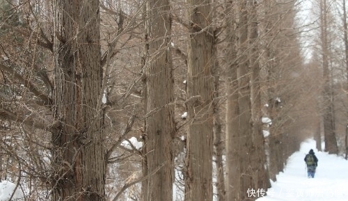 寻找|过雪山，寻找那片让人心醉的杉树林