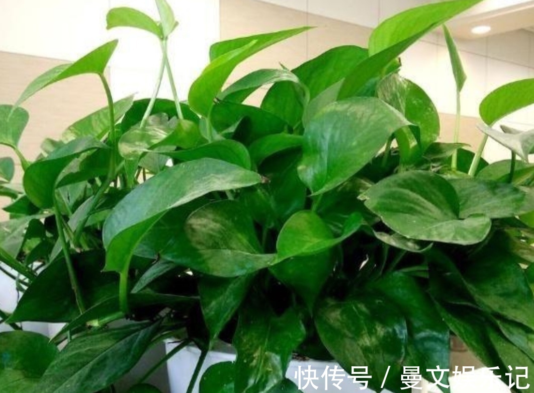 花卉|家里经常养的5种花,很多人还不知道有毒性,养护时要注意