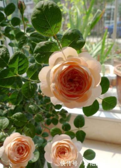 漂亮花|三种“漂亮花”,好养颜值高,却被花友“嫌弃”,不是没道理