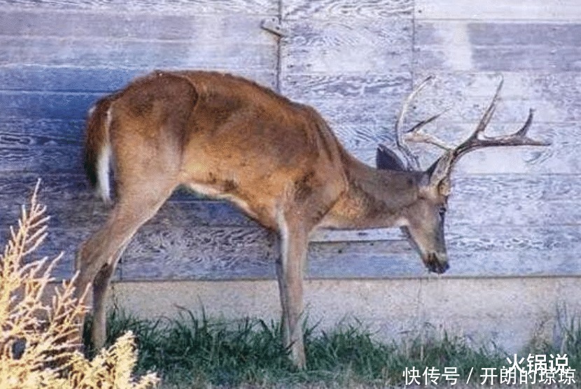 加拿大|“僵尸鹿”出现不久，又有一头雄鹿的眼睛长满毛发，视力完全丧失