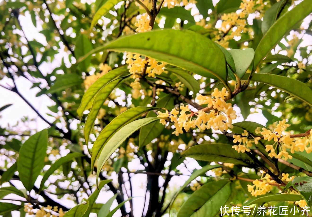 修剪|如果桂花不开花,现在做好3步,快速长满花苞,满屋飘香