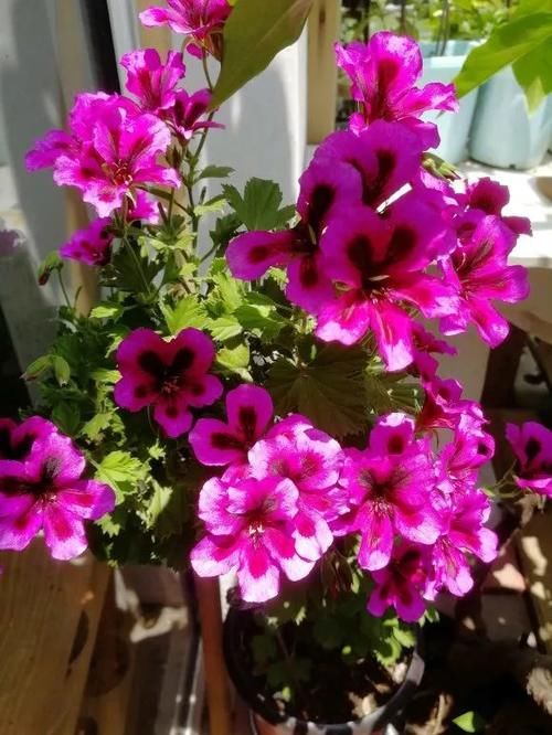 7种花冬天要“春化”，必须冻满1个月，不然落花落蕾不开花！