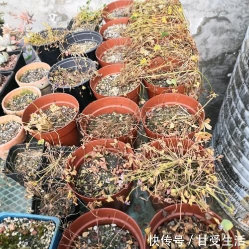 鲜艳|一年生一窝的5种花，越养越多，养它们不花钱还能赚钱！