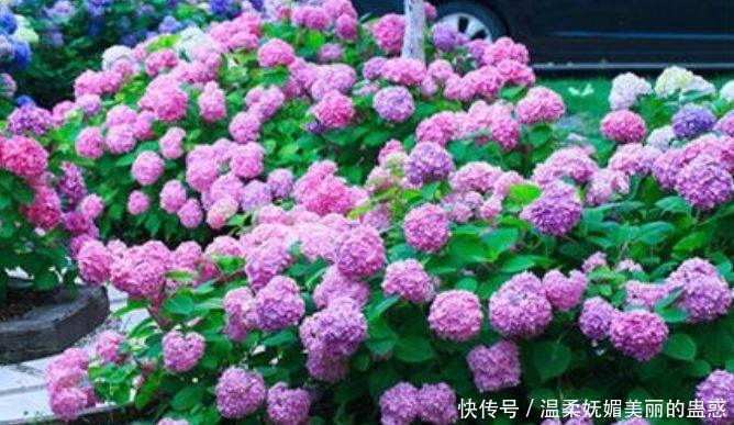 4种花漂亮又好养，扔土里就能开花，特别适合养花新手！