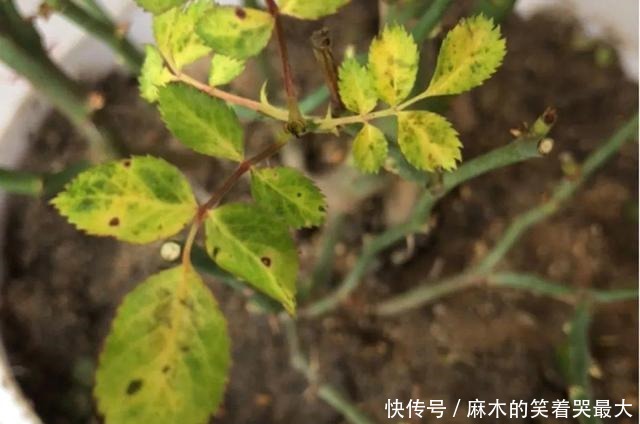 公认难养的6种花,新手慎买,养不活还浪费钱!