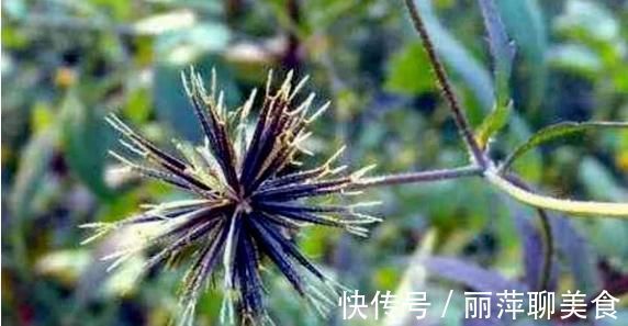 针草|山野常见的“鬼针草”，最爱粘衣服，烦人的很，却是“治病良药”