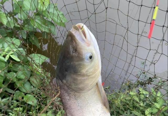 饵料|钓鲢鳙打不到正口？那是提竿不及时，简单几招大大提升命中率