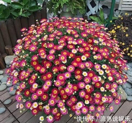 这种养花好料知道的人很少,土里加一点透气又保温,扦插时也有用