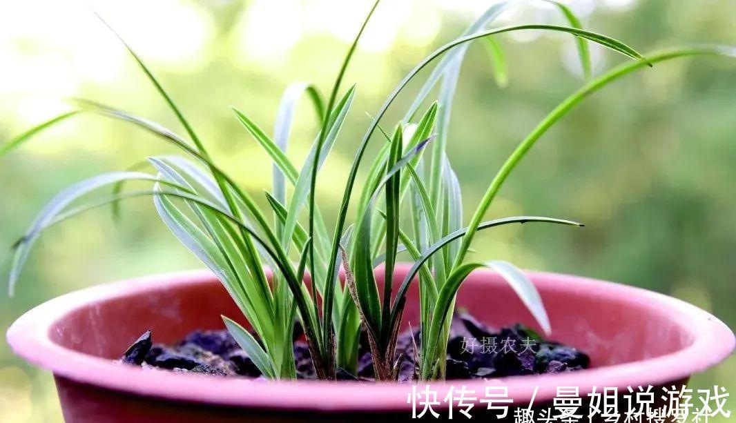 兰花叶尖常有枯黄焦黑，有没有实用的技巧，轻松就解决问题？