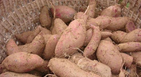 植物纤维|红薯你家里还在吃么,后悔现在才知道,快告诉家人,别不当回事