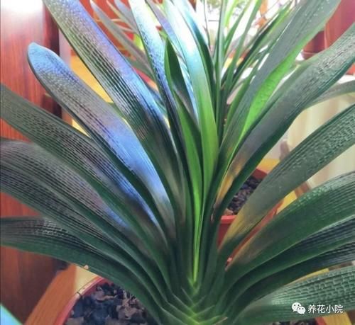 君子兰叶子瘦小,不长新叶,4个方面多注意,很快恢复旺盛