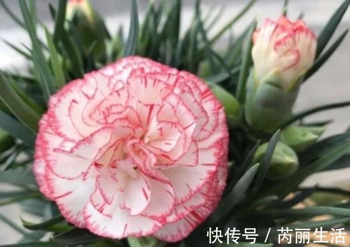 养花就养个花期长的，花大色艳，堪称是开花机器，养在阳台极美了