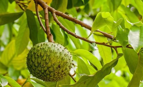 中年|想要排毒养颜,可常食以下食物,补益气血,淡化色斑