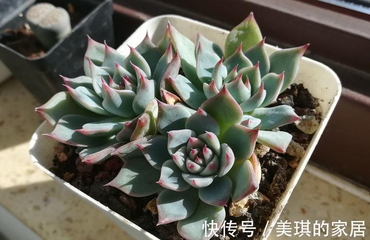 多肉服盆期，主人该注意哪些问题？劳心照顾好这3点养出好状态