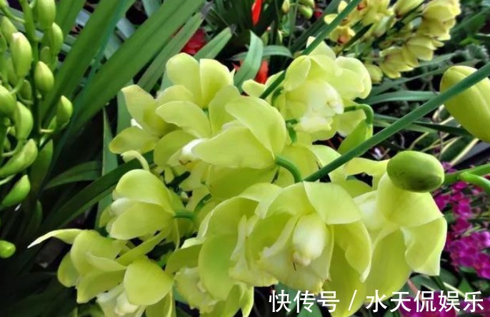 紫砂|“兰花”怎么养做好5点,叶子油绿,开花多,又香又好看!