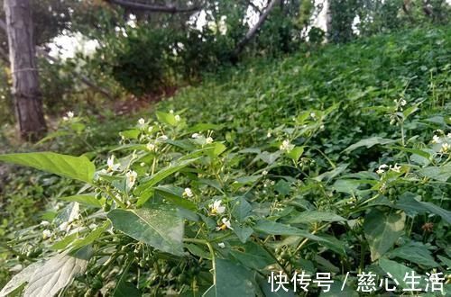 茄科|一种茄子,全株都有毒,却成南方民间美味野菜,做腌菜是一绝