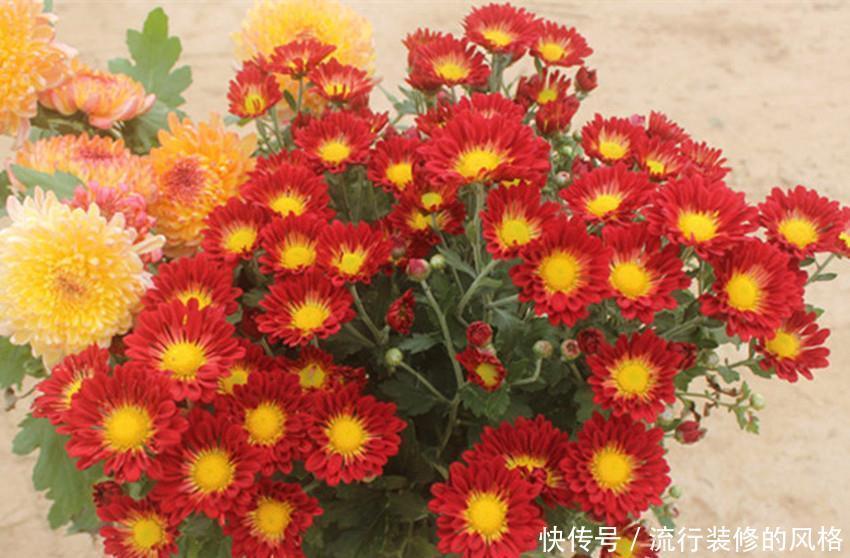 花来超|两种花特好养,开起花来超漂亮,不大用管理自己就能开爆盆