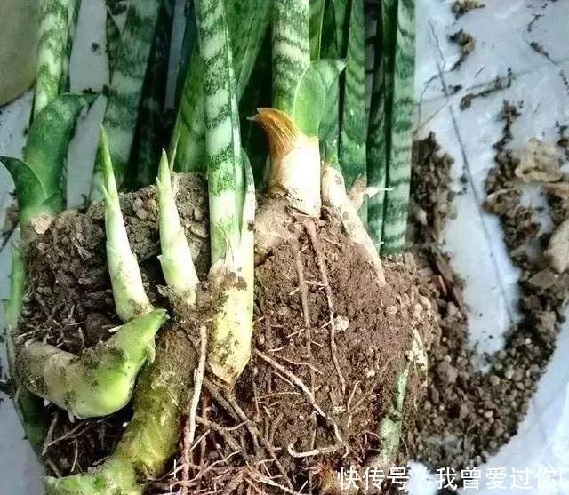 养芦荟、虎皮兰,这样“配土”,3年不换盆,叶片水灵,长势旺