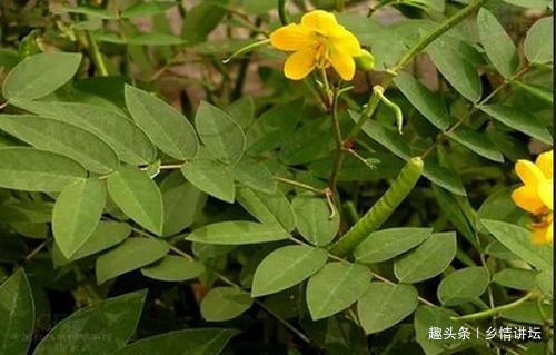 眼病|视力下降试试农村这种植物,泡茶饮用,能保护你的眼晴