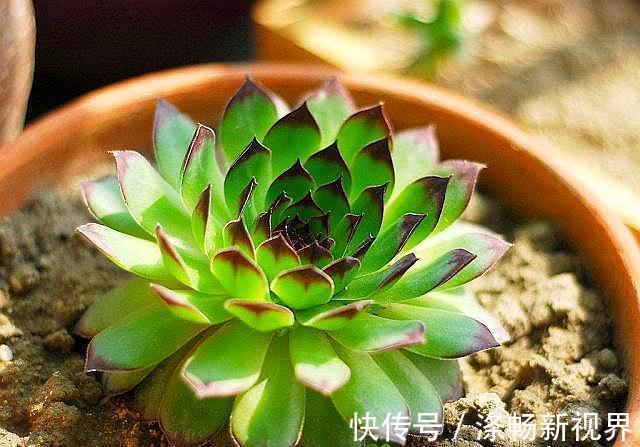 缺水|怎么判断多肉需要浇水3个经验,又快又准!