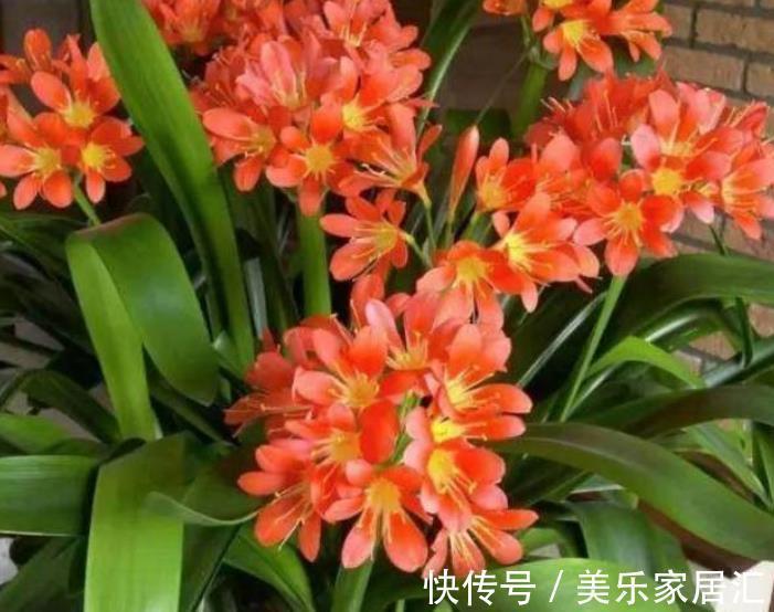 补肥|秋冬养君子兰,30天喂一次大补肥,花叶俱美,整个冬天都有花赏