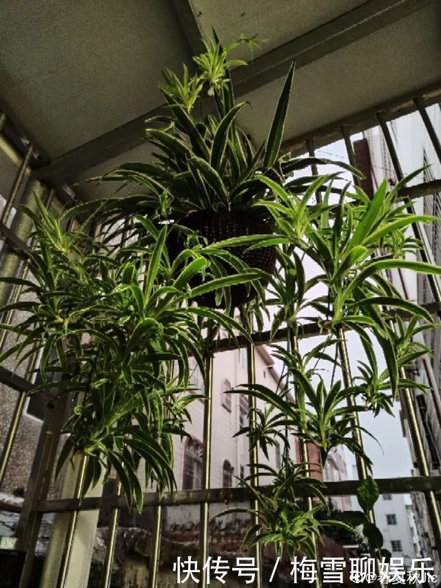 瀑布|6种花,一定要吊起来养,开花像瀑布,看着真过瘾!