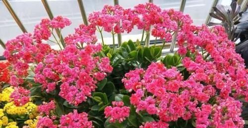 养花就养4种花,漂亮好养,随便养1盆,比香水好闻,比牡丹更好看