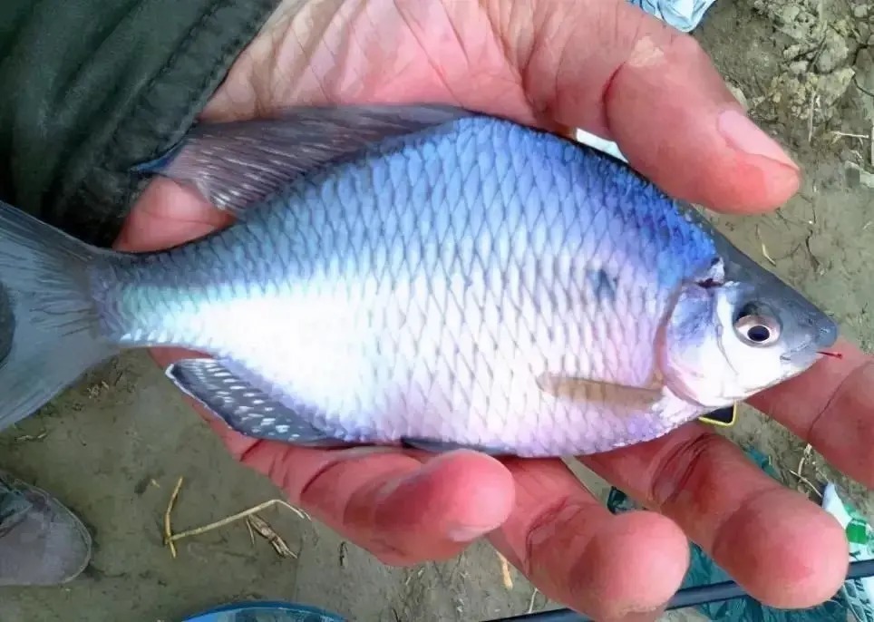 个体|形似“屎光皮”、大如小鳊鱼,大鳍鱊不但好吃还很好钓