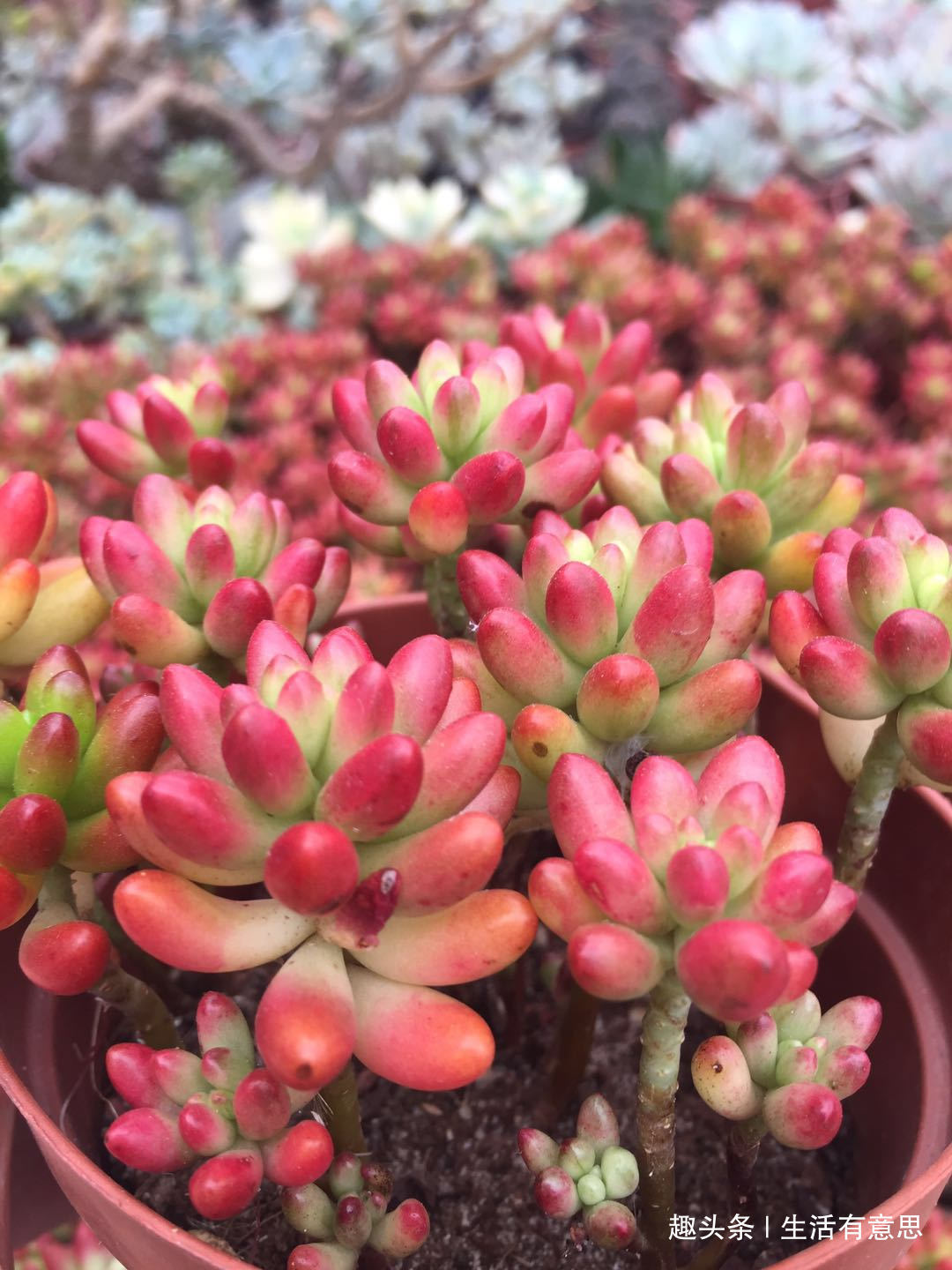 多肉换盆很讲究,换好生机勃勃,换差烂根烂叶,教你几招好方法!