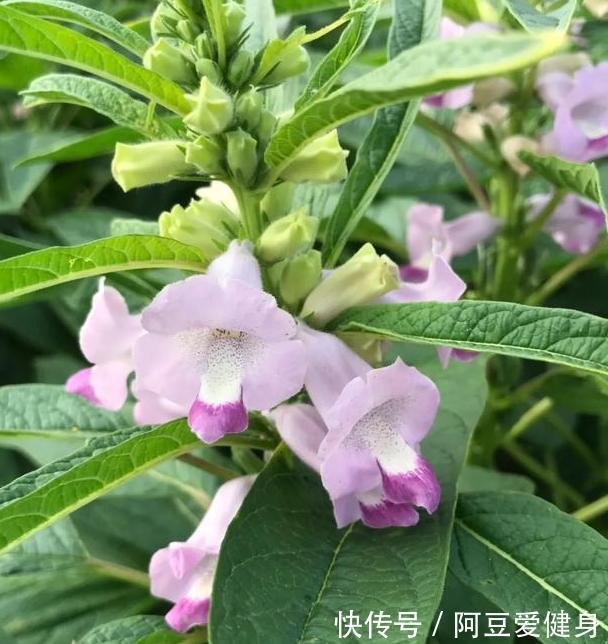 想要夏季养花，用作装饰阳台？盆栽它们，一眼望去美不胜收