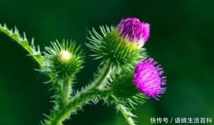 植物|农村常见的野草，叶子长满了刺，是药食同源的植物，浑身是宝