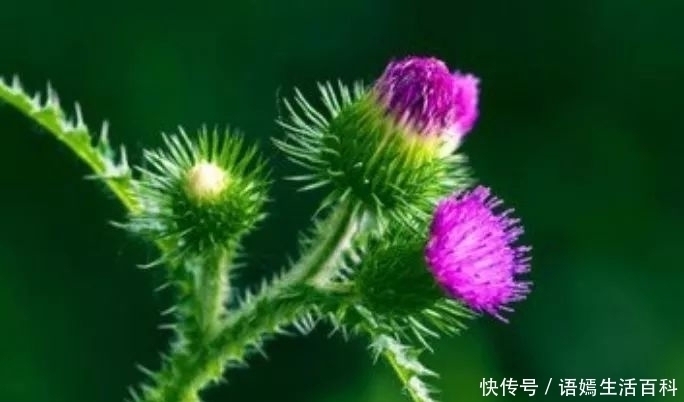 植物|农村常见的野草,叶子长满了刺,是药食同源的植物,浑身是宝