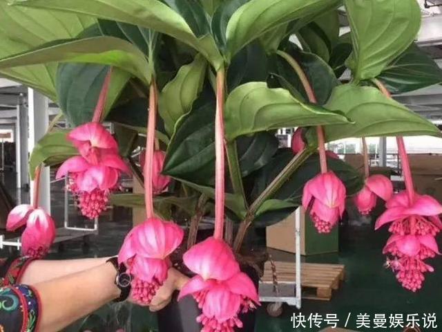 5种花最怕晒,天天不见光,开花却火爆,一朵一朵炸花球