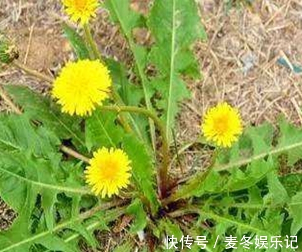 万能药|蒲公英不是“万能药”，但它其中的4个功效，确实“名不虚传”！