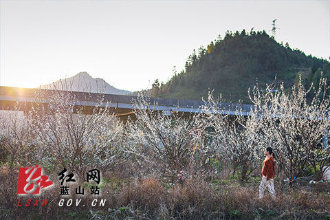 新春走基层｜蓝山：正月花开春意浓