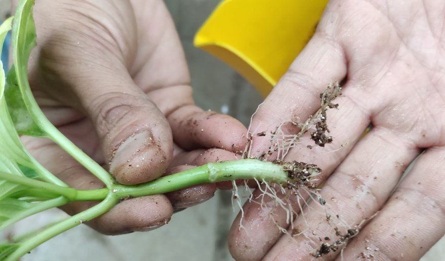 养花|养花2种扦插方法,掌握“关键点”,扦插不再难,扦插一棵活一棵