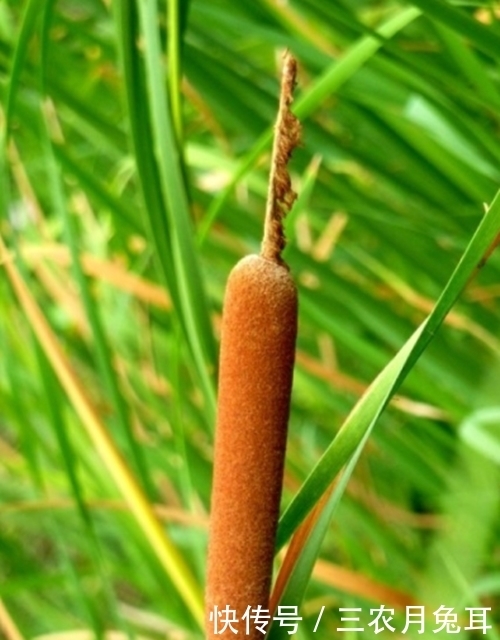 果实|农村一种野草,果实酷似香肠,水下藏着美味,城里30元一斤抢着要