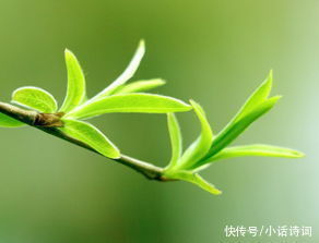 柳树$咏柳诗词何其多,而王观的这首咏柳词却能脱颖而出,它好在哪里?