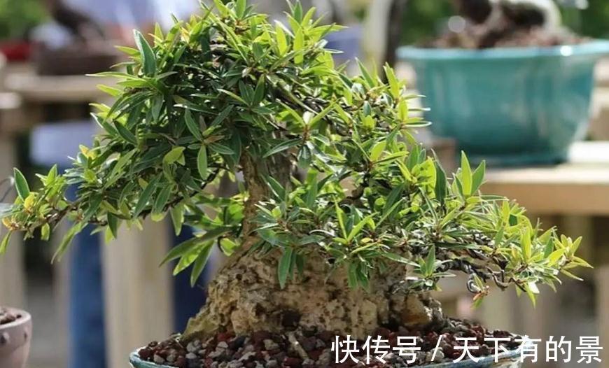 植物盆栽不能随便“瞎修剪”，把握住这些，株型才更有神韵