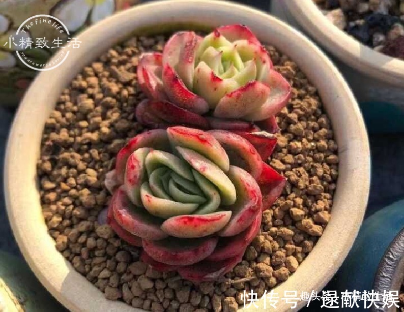 多肉上盆,用“干土”还是“潮土”,分2种情况,1张图看清楚